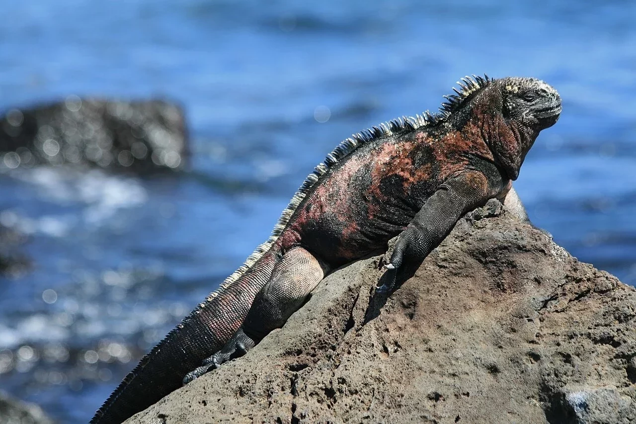 Esse é o animal de estimação combina com seu signo - imagem 152064