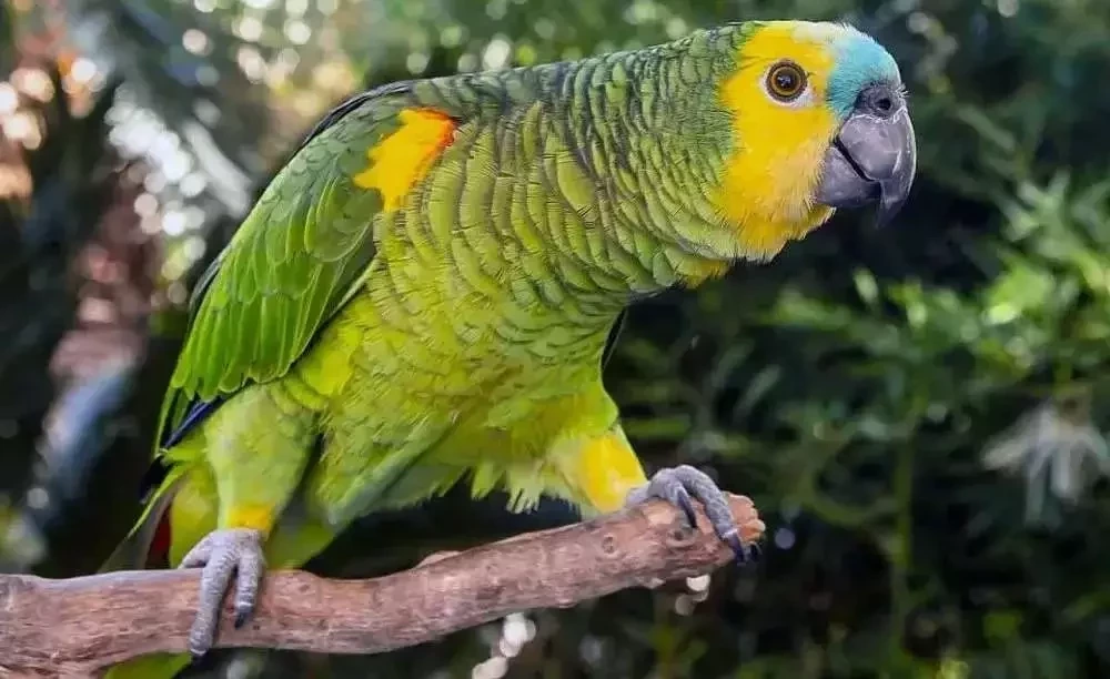 Esse é o animal de estimação combina com seu signo - imagem 152062