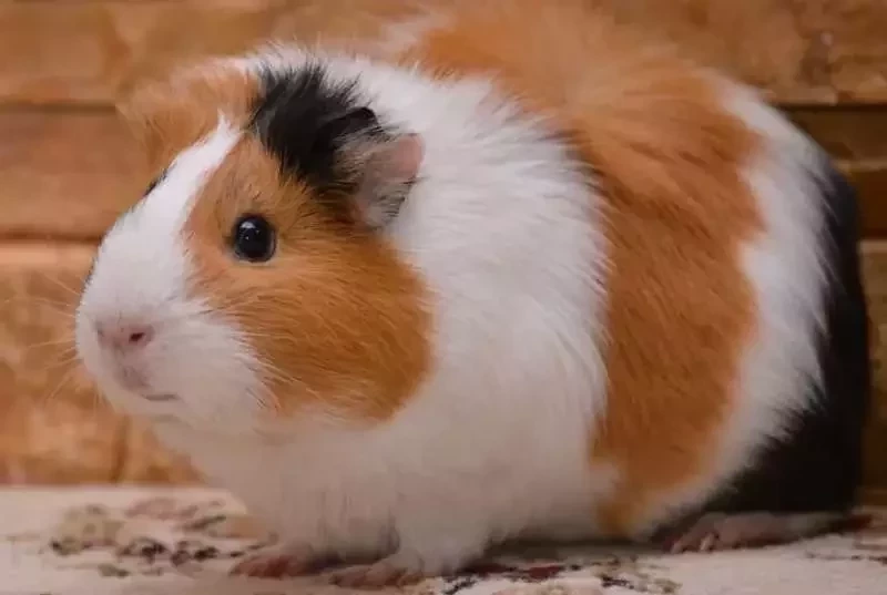 Esse é o animal de estimação combina com seu signo - imagem 152065