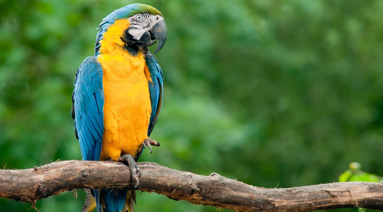 São João do Piauí alerta que caça de animais silvestres é crime e pode gerar multa e prisão