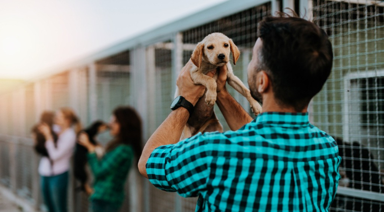 Que tal adotar? Cães aguardam um novo lar em São João do Piauí