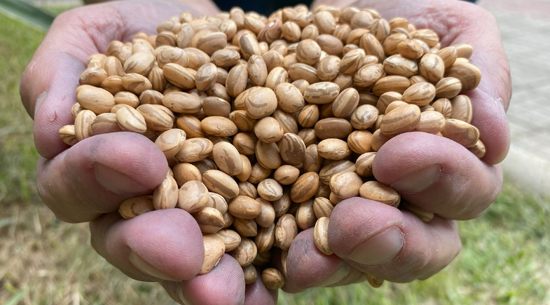Prefeitura de Campo Maior realizará entrega de sementes para agricultores do município