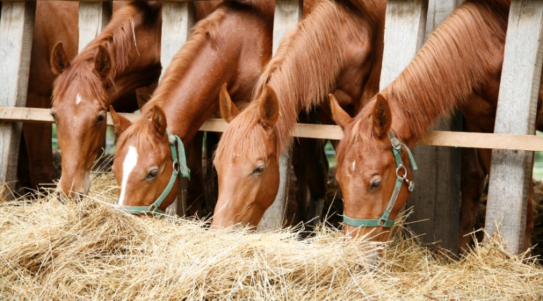 Baixa Grande do Ribeiro fortalece agronegócio com Programa Piauí + Genética Equinos
