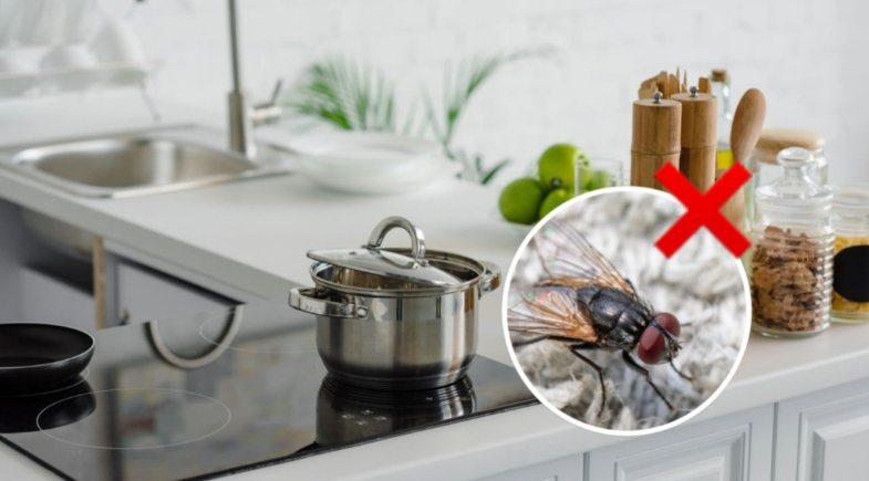 Diga adeus às moscas: descubra a folha que mantém sua cozinha livre de insetos