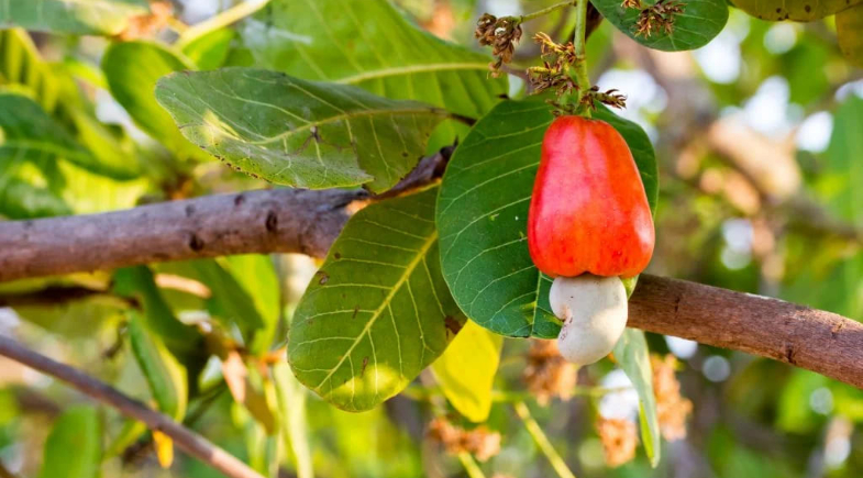 Prefeitura de Francisco Santos abre inscrições para distribuição de mudas de caju