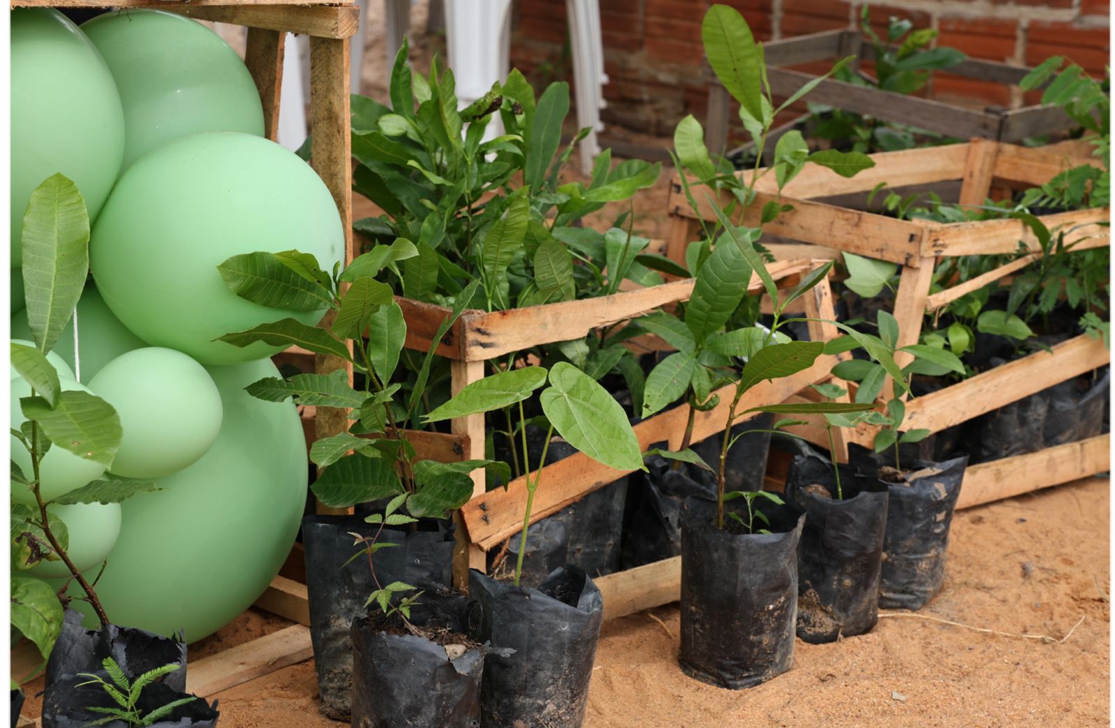 Entrega de mudas nativas e frutíferas - Foto:: Prefeitura de Curimatá