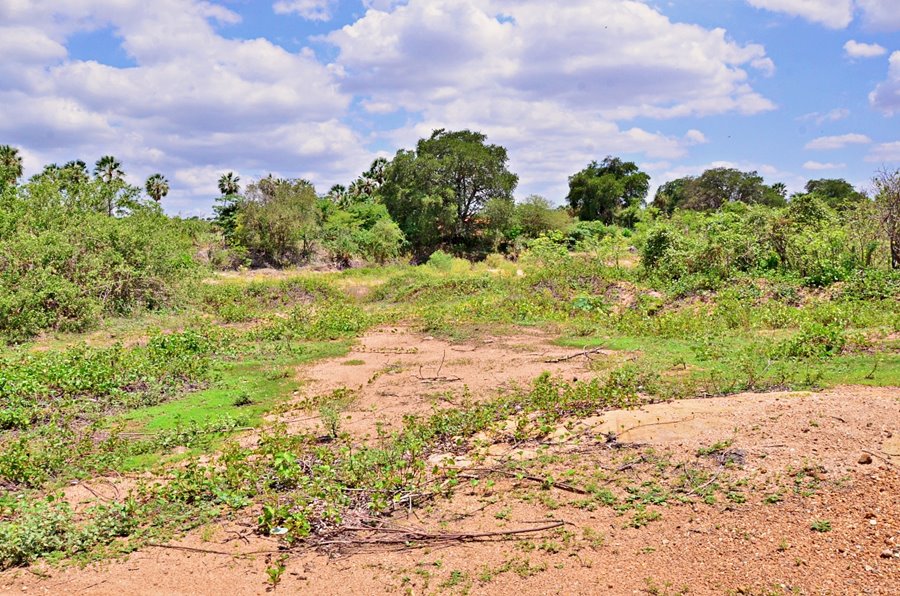 Prefeitura de Santo Antônio de Lisboa realiza ação de preservação ambiental e recuperação de áreas degradadas - Imagem 3