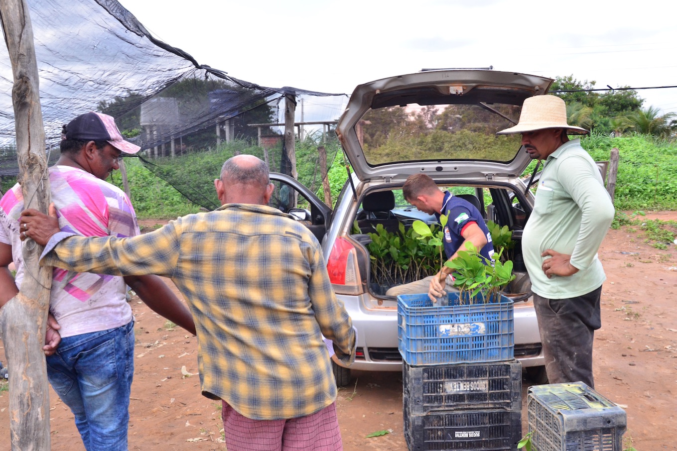 Prefeitura de Santo Antônio de Lisboa inicia distribuição de 28 mil mudas de caju e fortalece agricultura familiar - Imagem 2
