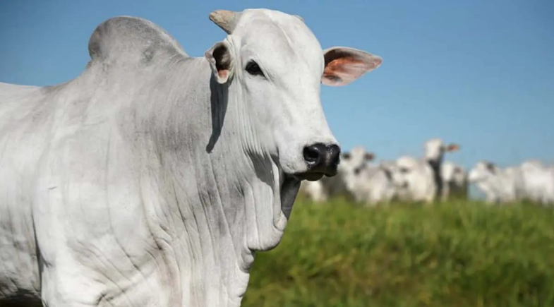 Prefeitura de Riacho Frio lança segunda fase do Programa Piauí + Genética