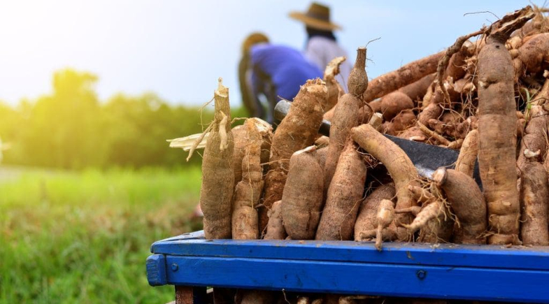 Prefeitura de São João do Piauí promoverá reunião técnica para fortalecer a mandiocultura no município 