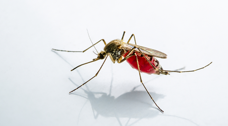 Lagoa Alegre intensifica medidas de prevenção à Leishmaniose Visceral