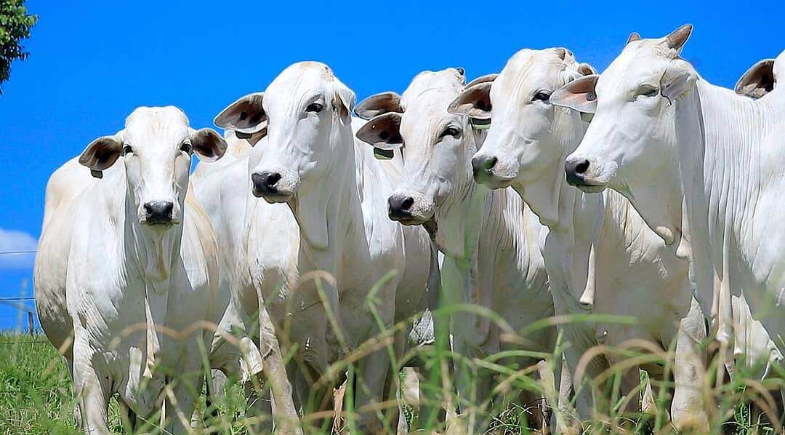 Prefeitura de Francisco Ayres realiza inscrições para Programa de Inseminação para Gado