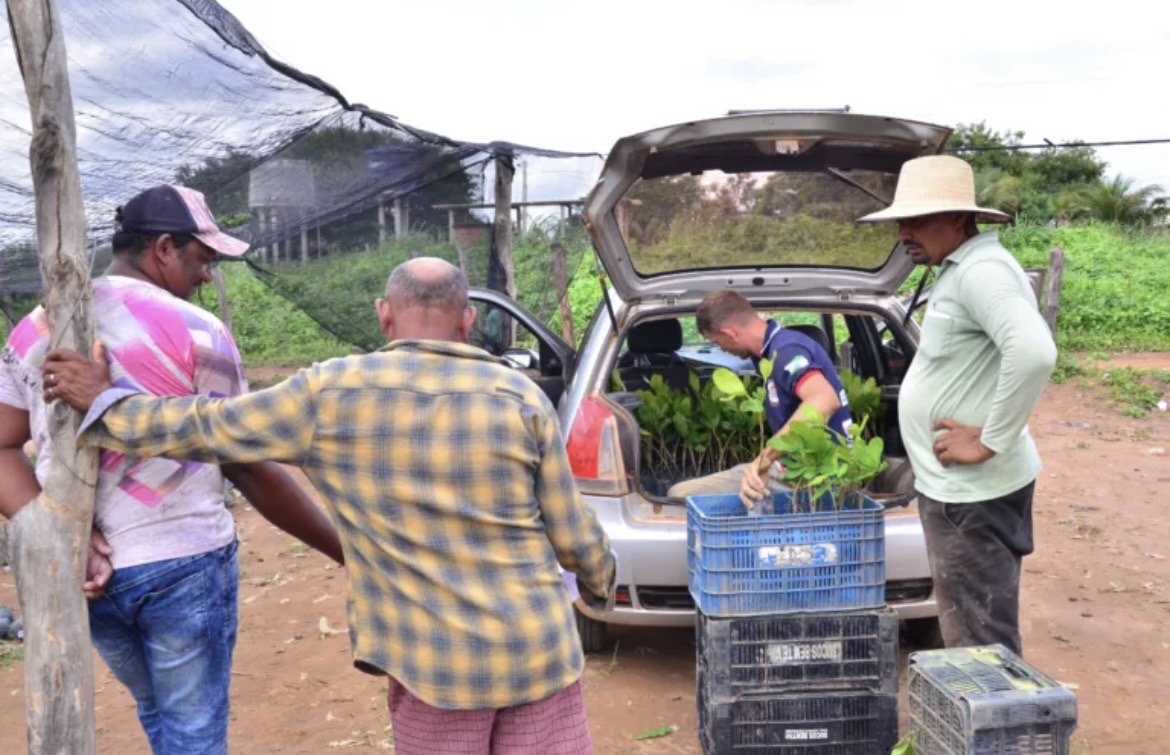Prefeitura de Santo Antônio de Lisboa inicia distribuição de 28 mil mudas de caju para fortalecer a agricultura familiar - Imagem 1