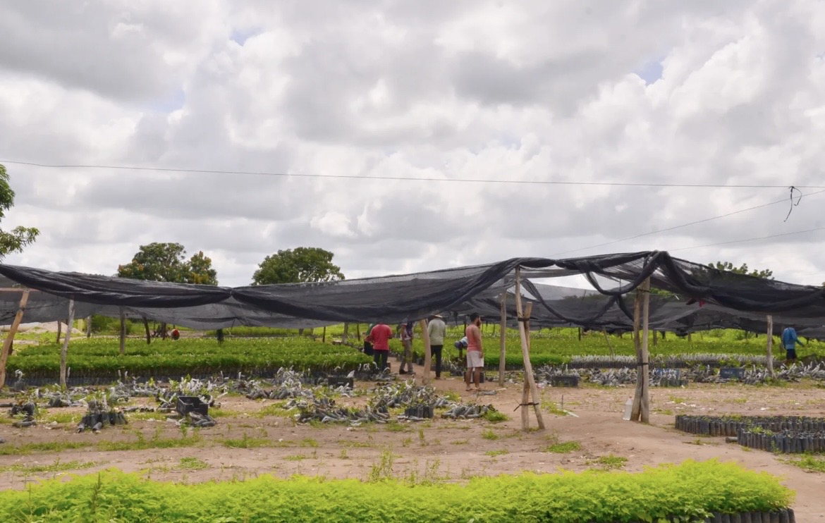 Prefeitura de Santo Antônio de Lisboa inicia distribuição de 28 mil mudas de caju para fortalecer a agricultura familiar - Imagem 2