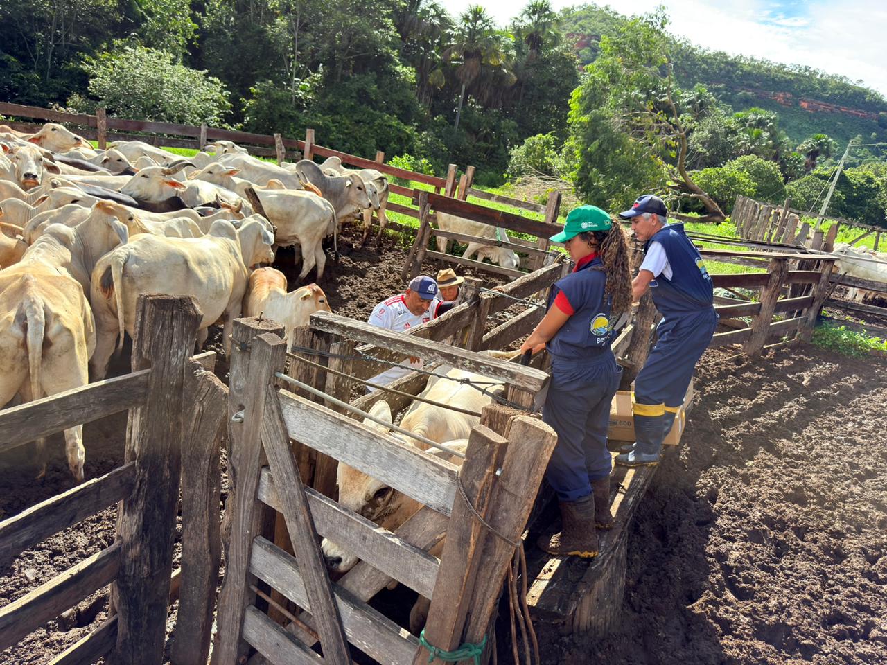 Prefeitura de Ribeiro Gonçalves inicia ações do Programa Piauí + Genética no Povoado Vão do Nego - Imagem 3