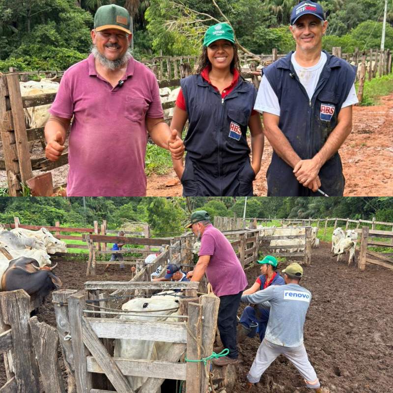 Prefeitura de Ribeiro Gonçalves inicia ações do Programa Piauí + Genética no Povoado Vão do Nego - Imagem 2