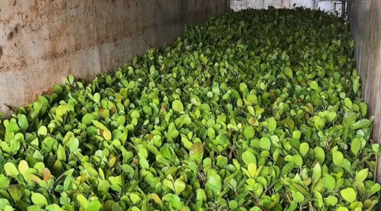 Parnaíba recebe 1.500 mudas de caju anão para fortalecimento da agricultura familiar