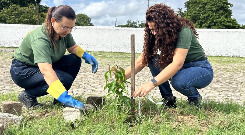 Ação de arborização contempla praças e espaços públicos em Floriano