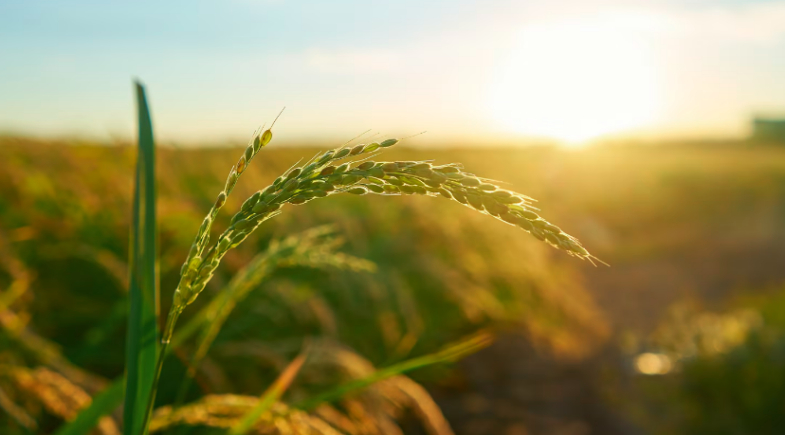 Pagamento do Garantia Safra já está disponível para agricultores de Queimada Nova