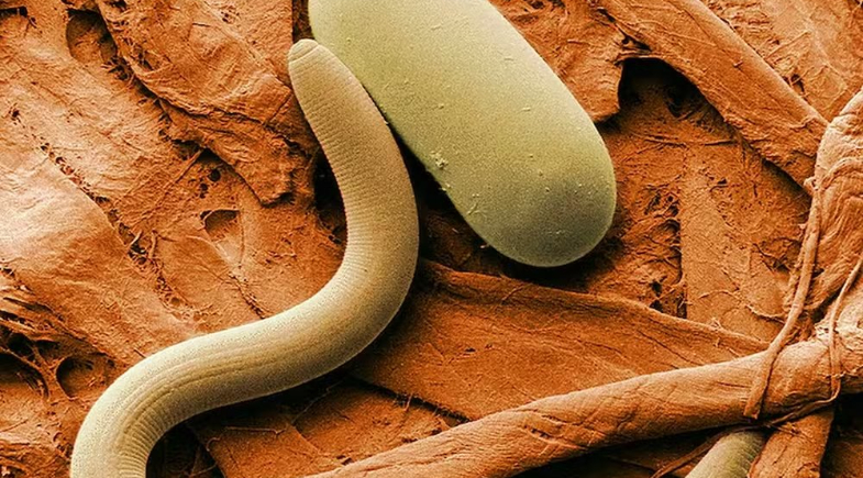 Cientistas encontram no deserto do Atacama organismo raro que surpreende pesquisadores