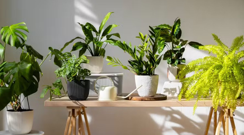 Conheça 11 plantas que ajudam a controlar a temperatura interna da casa