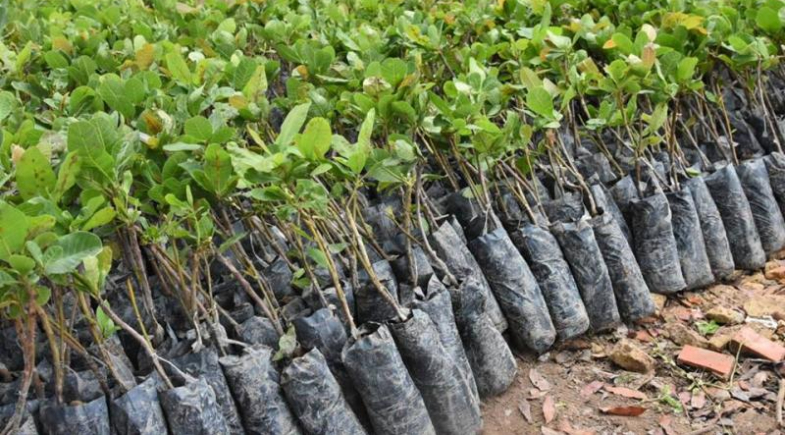 Prefeitura de Campo Largo realiza entrega de 2 mil mudas de caju a agricultores familiares