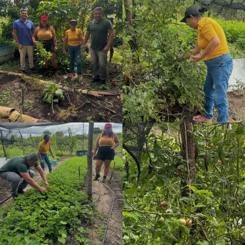 Agricultura familiar e conservação ambiental avançam em Colônia do Piauí | Divulgação/Secom