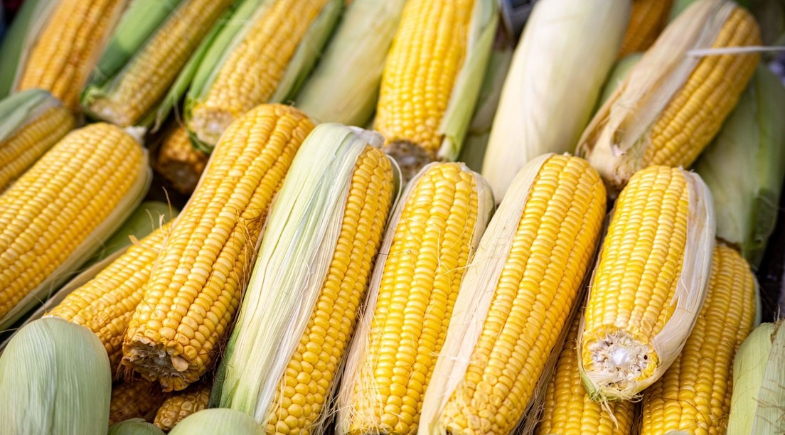 Prefeitura de Campo Maior realiza entrega de alimentos do Programa de Aquisição de Alimentos (PAA)