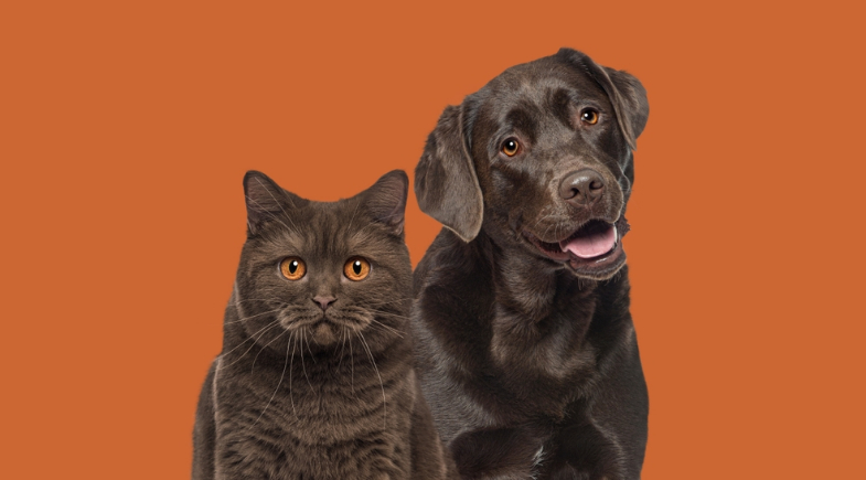 Abril Laranja: São Gonçalo do Gurguéia mobiliza população contra maus-tratos a animais