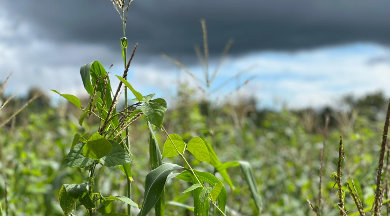 Parceria fortalece pesquisa para melhoramento da fava em Tanque do Piauí