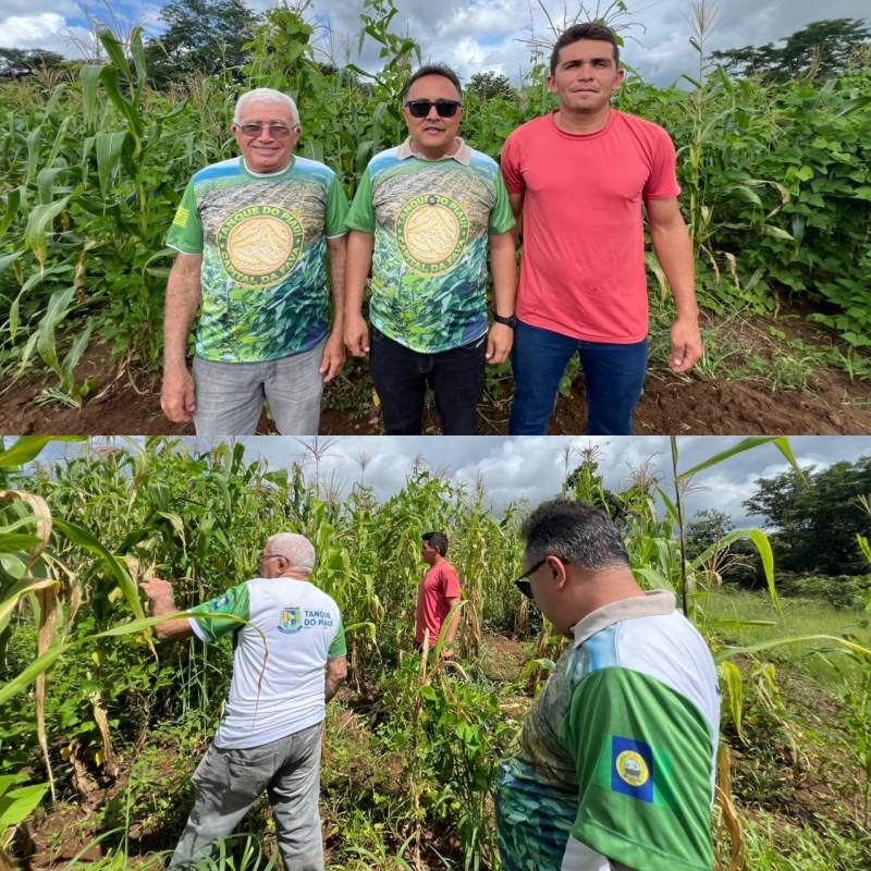 Parceria com Embrapa fortalece pesquisa para melhoramento da fava em Tanque do Piauí - Divulgação/ASCOMParceria com Embrapa fortalece pesquisa para melhoramento da fava em Tanque do Piauí - Divulgação/ASCOM