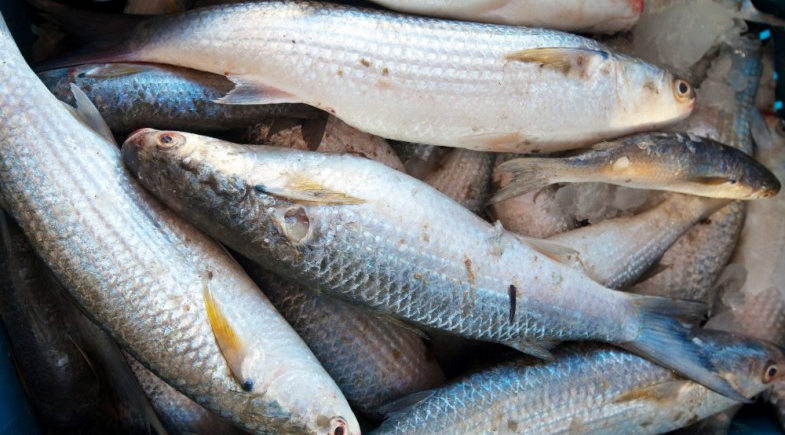 Prefeitura de Guadalupe mantém tradição e realiza entrega de peixes na Semana Santa
