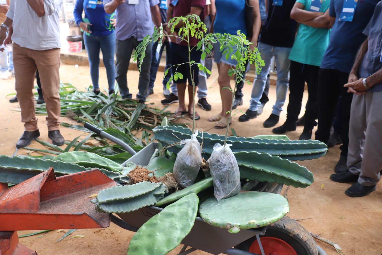 Dia de Campo fortalece ovinocaprinocultura em São Raimundo Nonato - Divulgação/ASCOMDia de Campo fortalece ovinocaprinocultura em São Raimundo Nonato - Divulgação/ASCOM