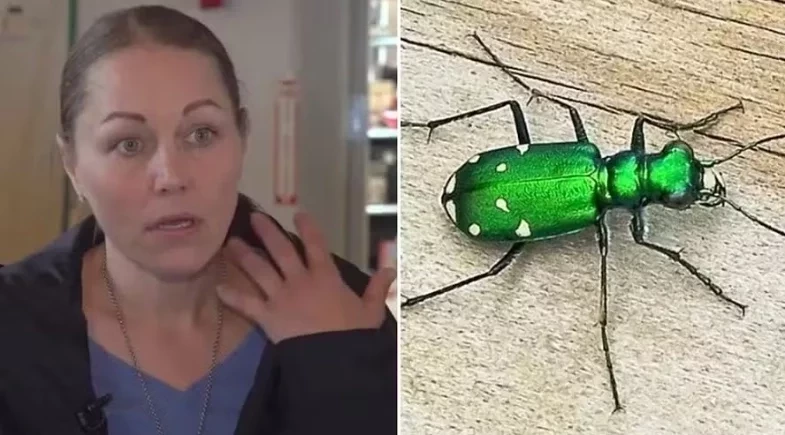 Mulher toca besouro “fofo” em parque e quase morre após reação rara
