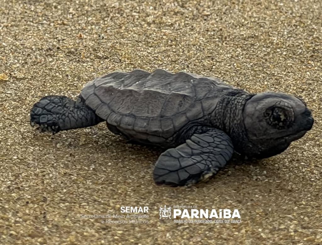 Prefeitura de Parnaíba reforça preservação ambiental com ação na Pedra do Sal - Divulgação/ASCOMPrefeitura de Parnaíba reforça preservação ambiental com ação na Pedra do Sal - Divulgação/ASCOM