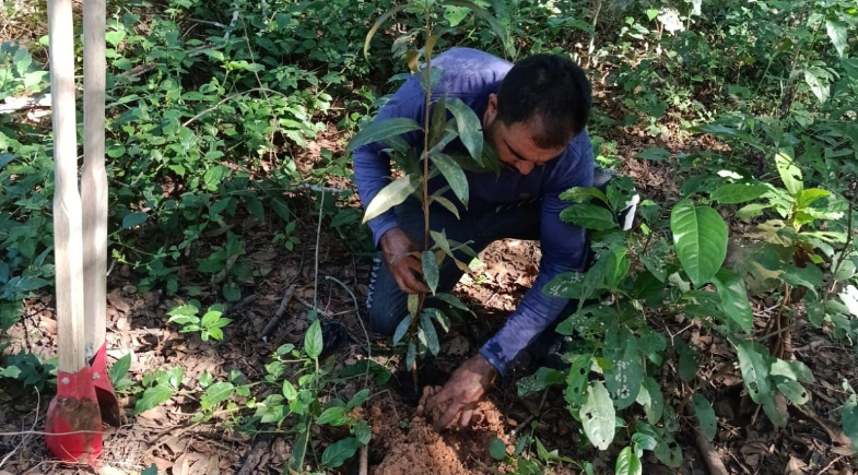 Projeto “Arboriza Cristino Castro” fortalece preservação ambiental no município