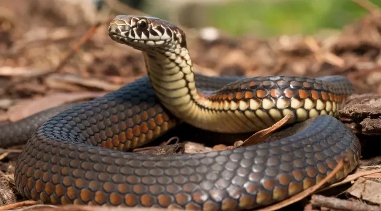 O que significa sonhar com cobra? Entenda os possíveis sinais e interpretações