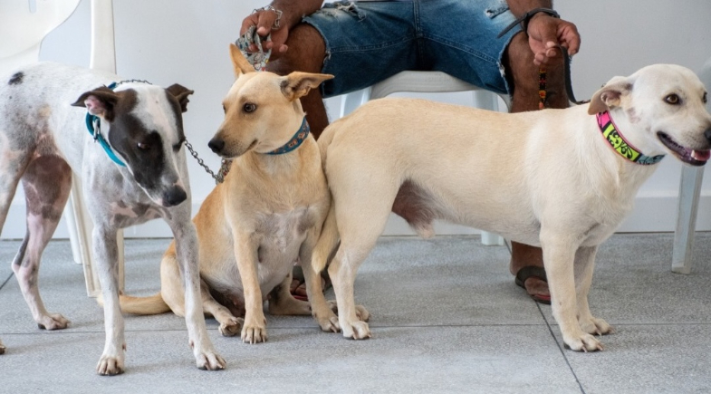 Lagoa do Barro promove ação de castração de cães e gatos no Centro de Zoonoses