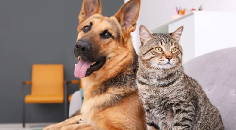 Socorro do Piauí promove ação de castração para fortalecer proteção animal e saúde pública