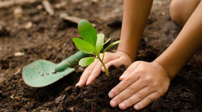 Prefeitura de Canto do Buriti promove ação ambiental com distribuição de cerca de 500 mudas no Mercado Municipal