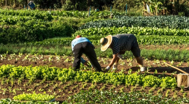 Agricultores de Campo Largo podem fornecer alimentos para escolas; saiba como