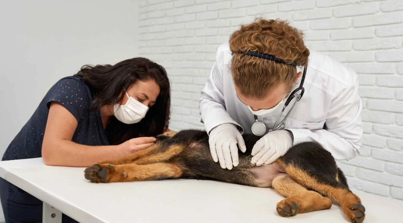 Dia D de Saúde Canina oferece atendimento gratuito para cães; veja onde