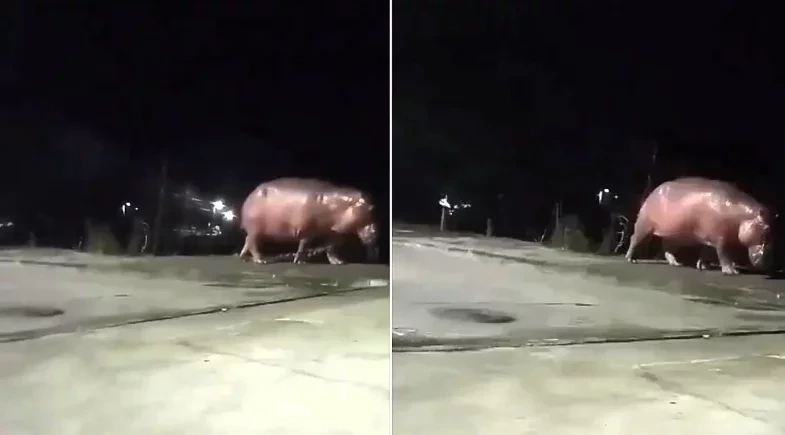 Hipopótamo de ‘Pablo Escobar’ surge em bairro e autoridades entram em alerta