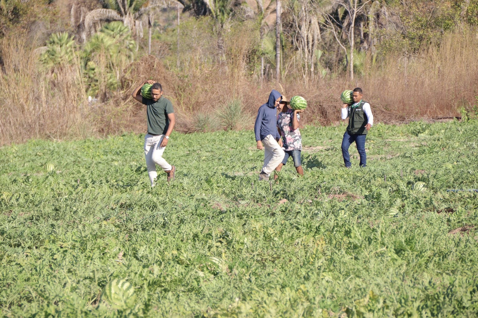 Prefeitura de Monsenhor Gil acompanha produção de melancia e reforça incentivo à agricultura local | Divulgação/AscomPrefeitura de Monsenhor Gil acompanha produção de melancia e reforça incentivo à agricultura local | Divulgação/Ascom