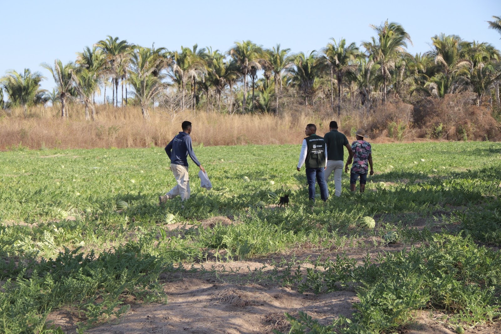 Prefeitura de Monsenhor Gil acompanha produção de melancia e reforça incentivo à agricultura local - Imagem 5