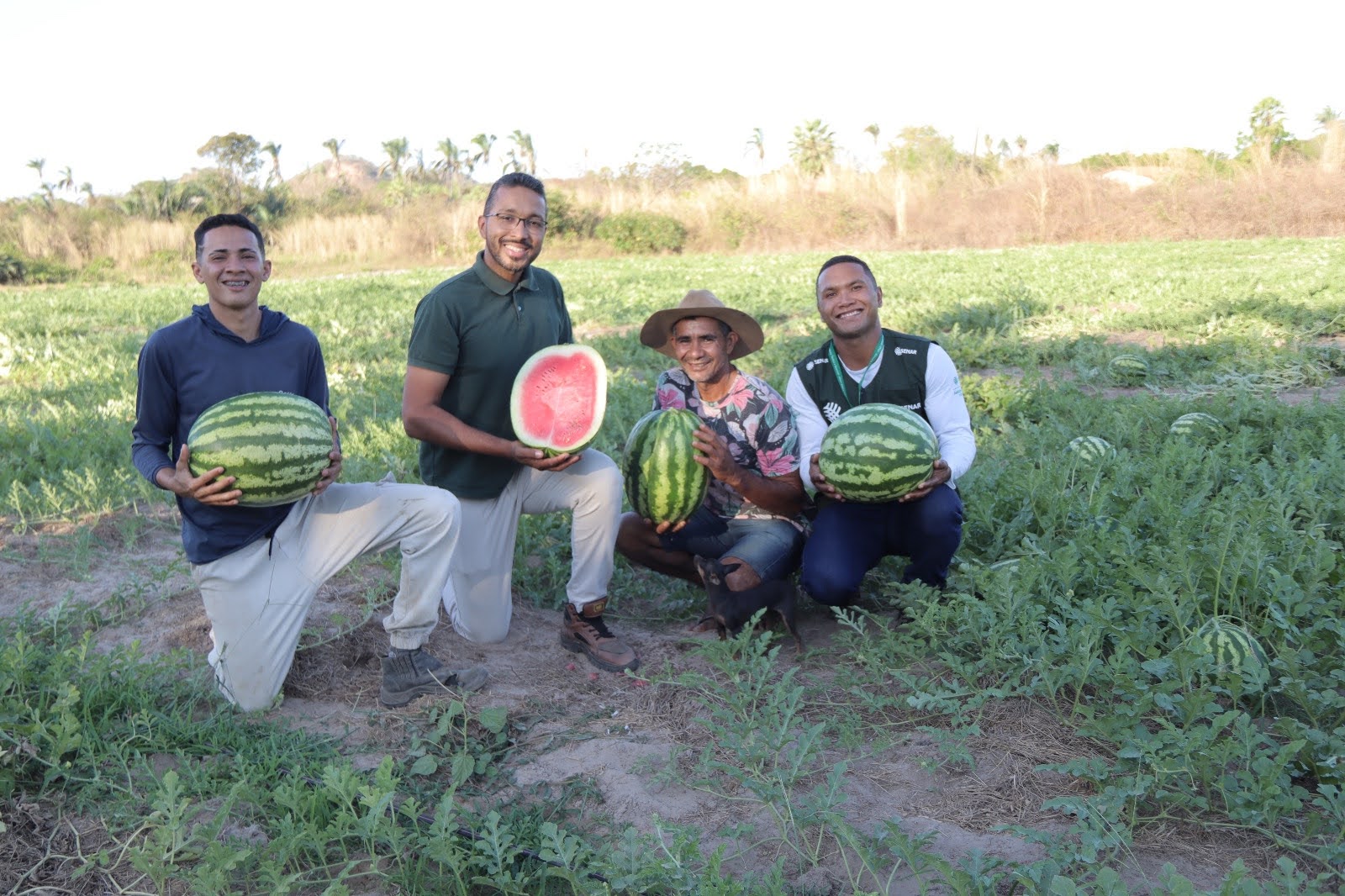 Prefeitura de Monsenhor Gil acompanha produção de melancia e reforça incentivo à agricultura local | Divulgação/Ascom