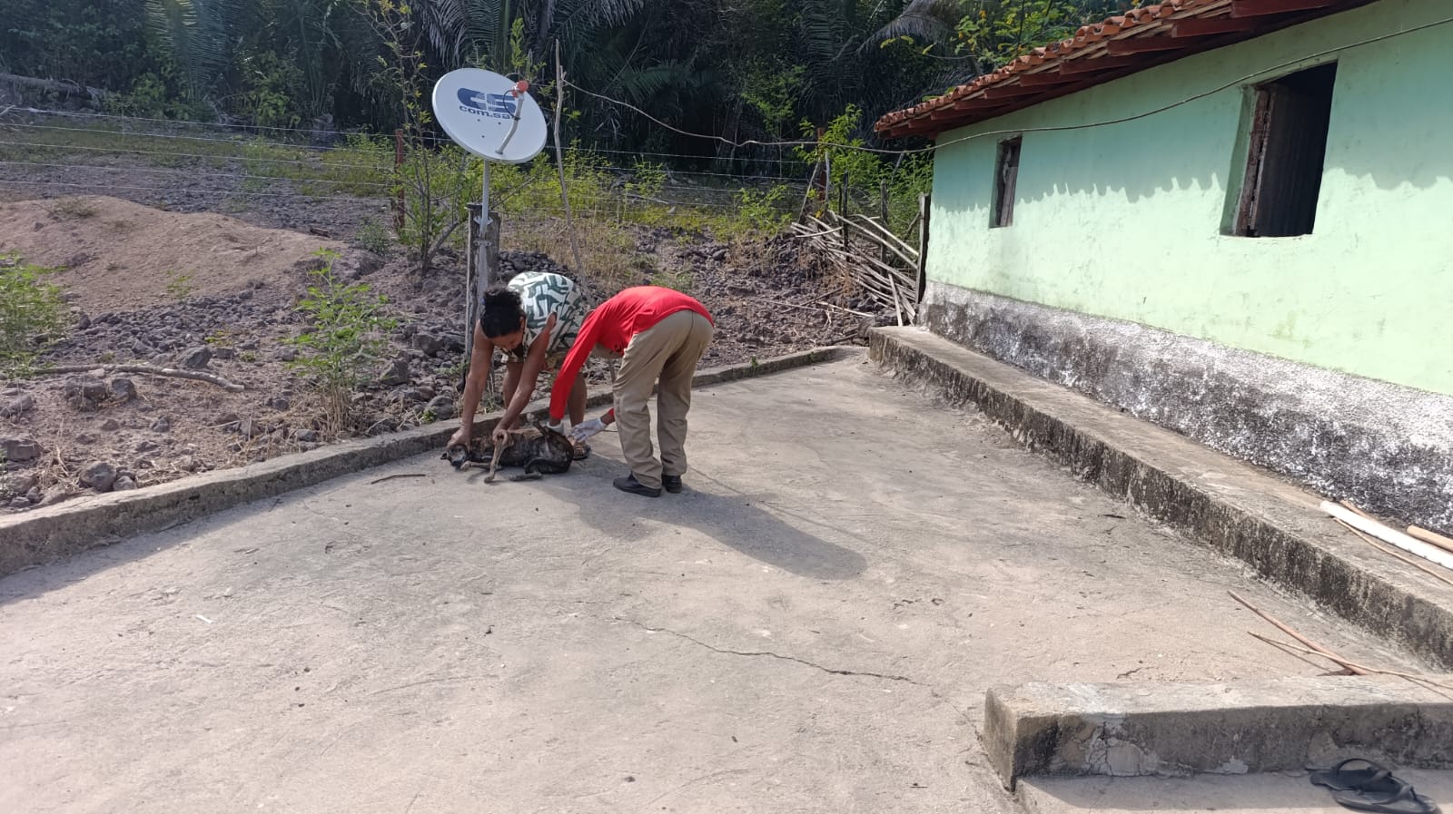 São João do Arraial amplia proteção de cães e gatos com campanha de vacinação antirrábica - Imagem 1