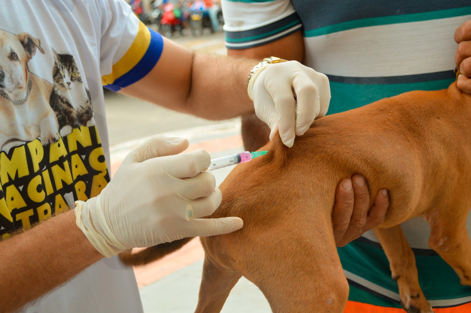 Dia D da Vacinação Antirrábica 2026 supera expectativas e imuniza mais de 2,900 animais em Bom Jesus